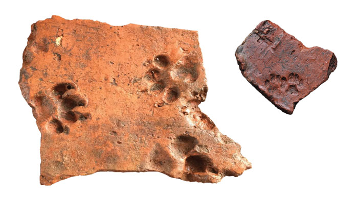 England-Roman-Pawprints