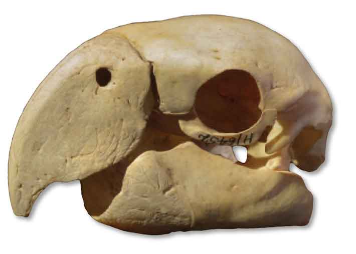 Trenches Scarlet Macaw Skull