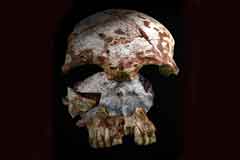 World Roundup Laos Early Modern Skull