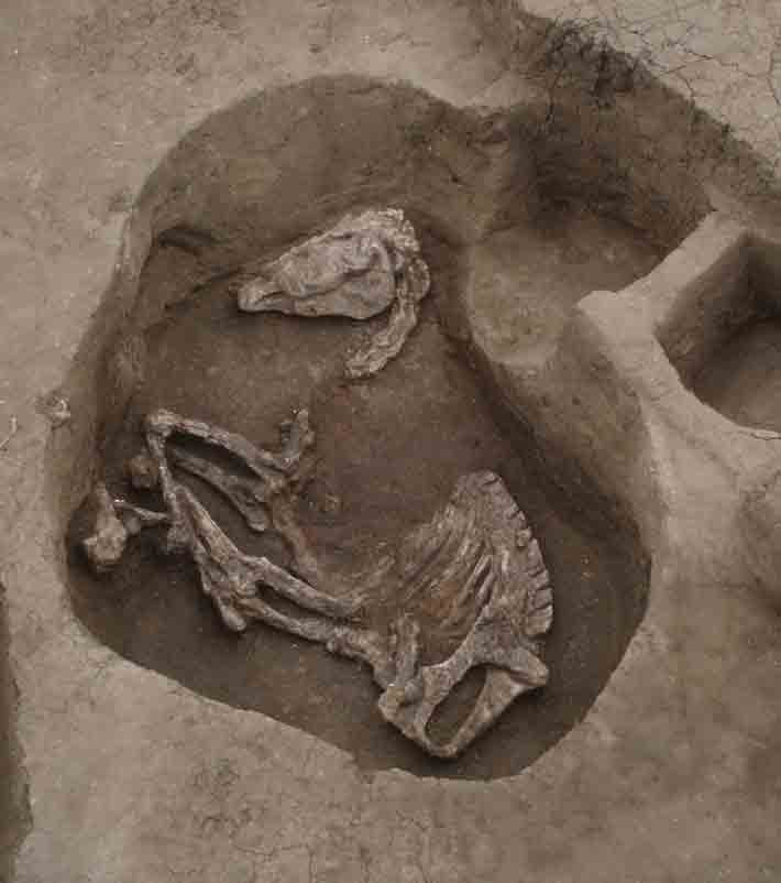 Hyksos Horse Burial