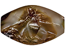 Pylos Combat Agate Seal Stone slideshow thumbnail