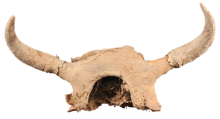 Promontory Caves Bison Skull