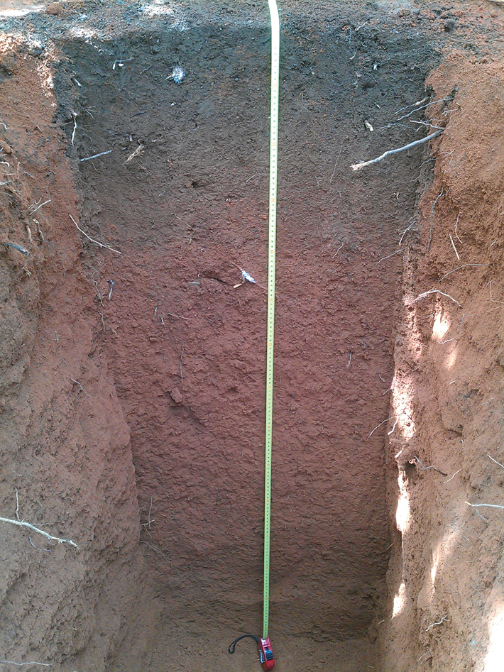 Digs Amazon Soil