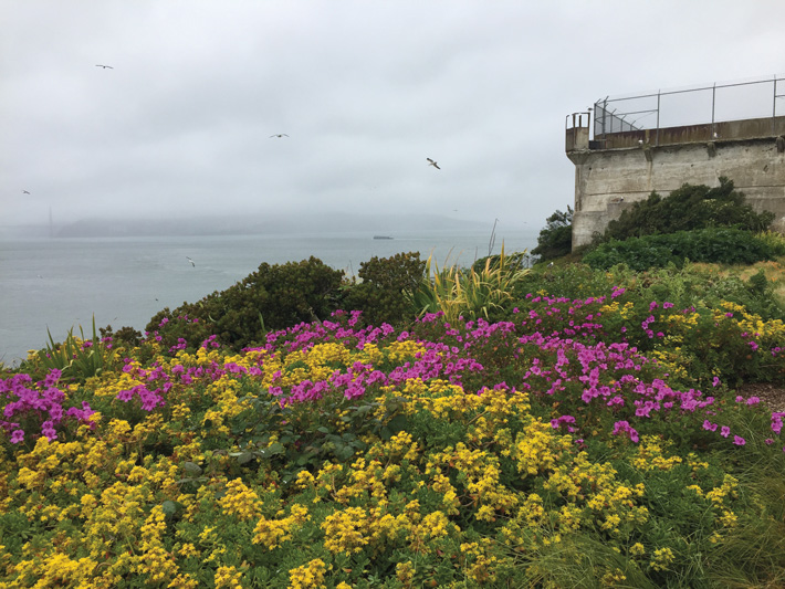 Alcatraz Wildflowers