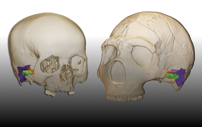SO21 Digs Spain Neanderthal Hearing