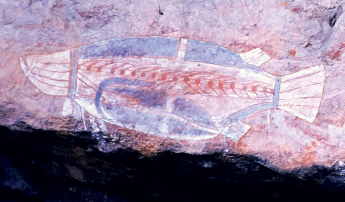  This depiction of a freshwater Saratoga fish from the rock art site of Nanguluwurr in Australia’s Kakadu National Park was created by Aboriginal artists using laundry blue, a dye introduced by Europeans. (Judy Optiz Collection) 